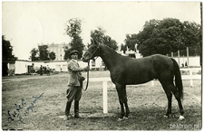 Koń z majątku Surhów na wystawie koni przy ulicy Lipowej w Lublinie, pod opieką Józefa Pawłowskiego (Pawluka)