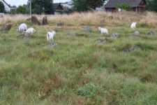 Cmentarz żydowski w Prużanie