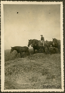 Żniwa w Moniakach przy użyciu zaprzęgów konnych
