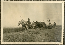 Prace na polu w majątku Moniaku przy użyciu żniwiarki z zaprzęgiem 4 koni