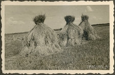stogi na polu w majątku ziemskim Moniaki