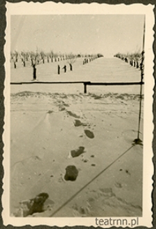 Nowy sad na terenie majątku ziemskiego Moniaki w zimie