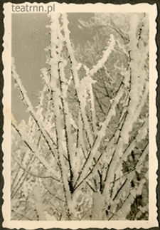 Zima w majątku Moniaki - drzewo 3