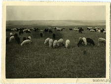 Pola i łąki w Moniakach - wypas owiec