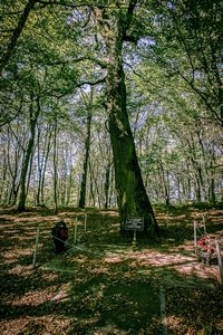 An oak where inmates were tortured and murdered at the site of the Koldichevo concentration camp