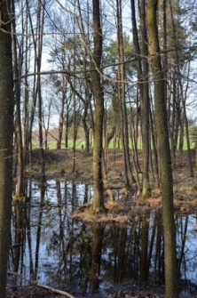 Knyszyn, the Jewish cemetery founded on the levees of royal ponds