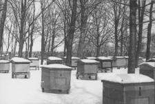 Pasieka Stanisława Jasińskiego na Poczekajce w Lublinie około 1950 roku