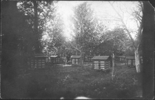 Stara pasieka na Lubelszczyźnie w latach 50-tych