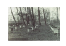 Pasieka doświadczalna Wojewódzkiego Związku Pszczelarzy w parku za pałacem w Lubartowie jesienią 1946 roku – widok ogólny