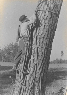 Kadr filmu pt. „Bartnictwo Puszczy Grodzieńskiej” z 1938 roku przedstawiający bartnika rozpoczynającego wspinaczkę do barci