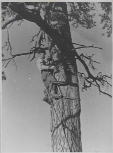 Kadr filmu pt. „Bartnictwo Puszczy Grodzieńskiej” z 1938 roku przedstawiający bartnika w trakcie wspinaczki do barci