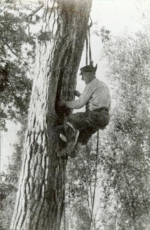 Kadr filmu pt. „Bartnictwo Puszczy Grodzieńskiej” z 1938 roku przedstawiający bartnika przy barci