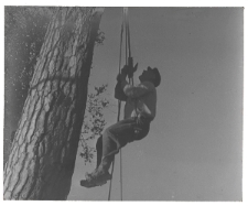 Kadr filmu pt. &bdquo;Bartnictwo Puszczy Grodzieńskiej&rdquo; z 1938 roku przedstawiający bartnika w trakcie opuszczania się z barci na ziemię