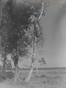 Kadr filmu pt. „Bartnictwo Puszczy Grodzieńskiej” z 1938 roku przedstawiający barć zawieszoną na brzozie
