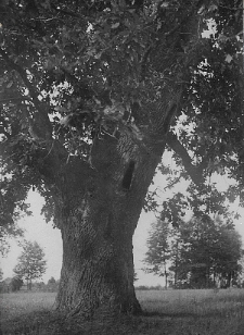 Kadr filmu pt. &bdquo;Bartnictwo Puszczy Grodzieńskiej&rdquo; z 1938 roku przedstawiający dąb bartny