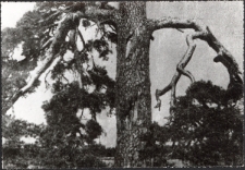 Kadr filmu pt. „Bartnictwo Puszczy Grodzieńskiej” z 1938 roku przedstawiający sosnę bartną