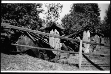 Stare kłody – stojaki i leżaki w pasiece na Pojezierzu Łęczyńsko-Włodawskim na Lubelszczyźnie w latach 50-tych