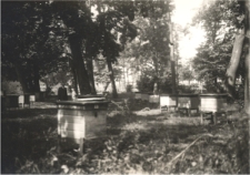 Pasieka doświadczalna Wojewódzkiego Związku Pszczelarzy w parku za pałacem w Lubartowie w 1945 roku – pracownik w pasiece