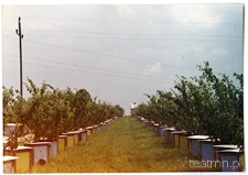 Pasieka Edwarda Guza w Motyczu-J&oacute;zefinie