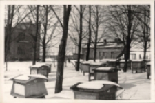 Pasieka Stanisława Jasińskiego w zimie około 1960 roku