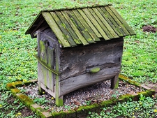 Stary ul w Pszczelej Woli