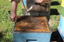 Prace przy pszczołach w pasiece na Felinie