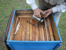 Podkurzanie pszcz&oacute;ł