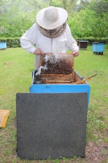 Antoni Filipowicz podczas prac przy ulu