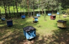 Widok na pasiekę Antoniego Filipowicza