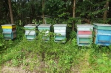 Ule w pasiece J&oacute;zefa Jasiny