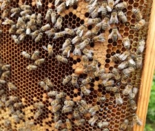Matka pszczela widoczna przy fragmencie zaczerwionego plastra