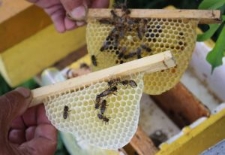 Matka pszczela na plastrze z ulika weselnego