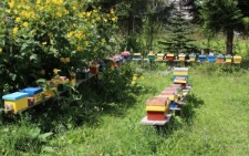 Uliki weselne w pasiece Zenona Liśkiewicza