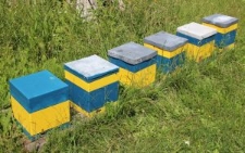 Uliki w pasiece Zenona Liśkiewicza w Depułtyczach Kr&oacute;lewskich