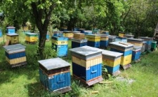 Fragment pasieki Zenona Liśkiewicza