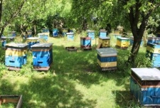 Pasieka Zenona Liśkiewicza