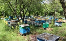 Widok na pasiekę Zenona Liśkiewicza