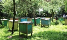 Pasieka J&oacute;zefa Michalewskiego