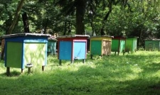 Ule w pasiece J&oacute;zefa Michalewskiego