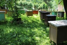 Widok na pasiekę J&oacute;zefa Michalewskiego w Bronicach