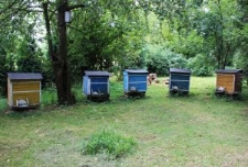 Pasieka Andrzeja Mrozka