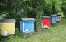 Ule w pasiece Andrzeja Mrozka