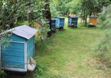 Fragment pasieki Andrzeja Mrozka