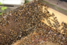 Pszczoły podczas kontroli ula przez pszczelarza Andrzeja Mrozka