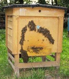 Pszczoły zgromadzone wokół wylotka w pasiece Zygmunta Pszczoły