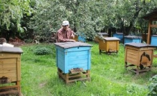 Zygmunt Pszczoła przy ulu w swojej pasiece