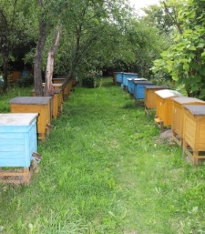 Fragment pasieki Zygmunta Pszczoły