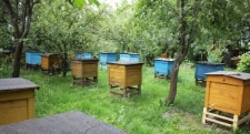 Ule w pasiece Zygmunta Pszczoły