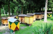 Widok na pasiekę Bolesława Szaconia