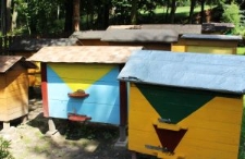 Ule w pasiece Bolesława Szaconia